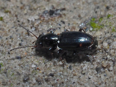 Bembidion azurescens