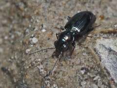 Bembidion azurescens