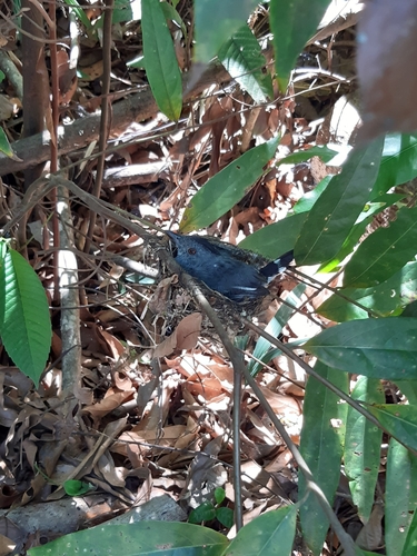 Natterer's Slaty Antshrike (Thamnophilus stictocephalus), photo 5