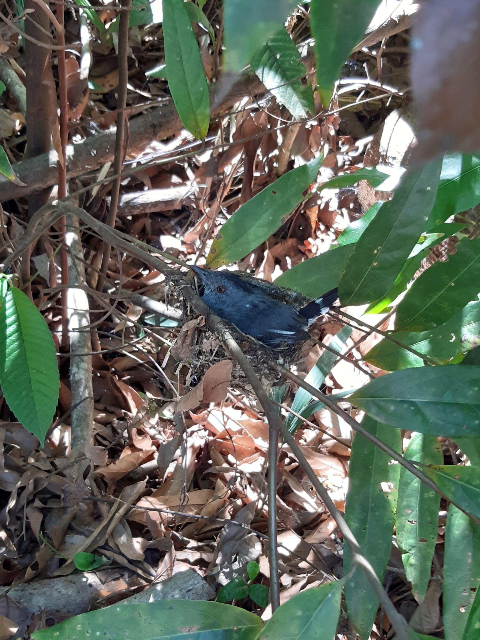 Natterer's Slaty Antshrike (Thamnophilus stictocephalus), photo 5