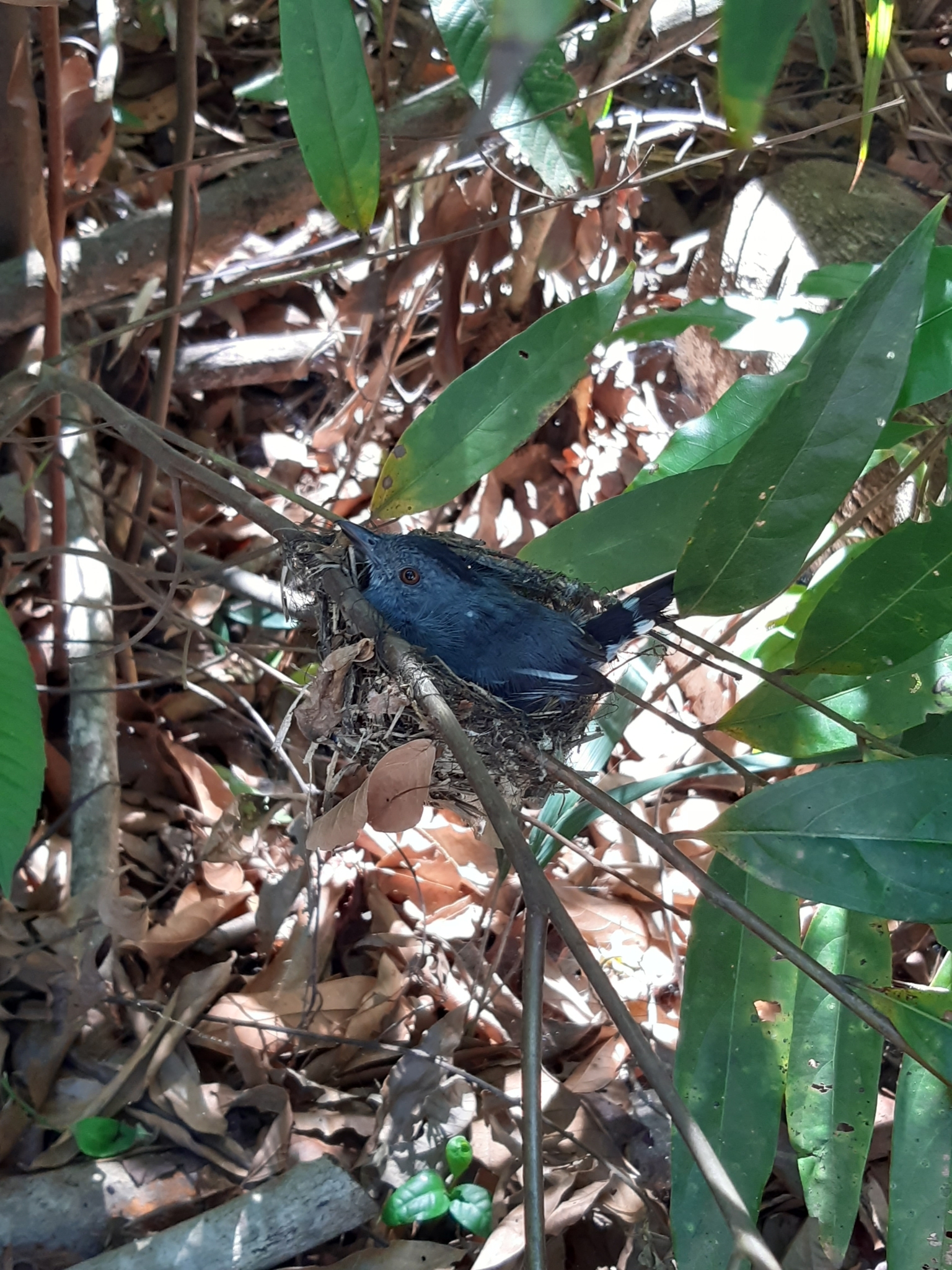 Natterer's Slaty Antshrike (Thamnophilus stictocephalus), photo 6