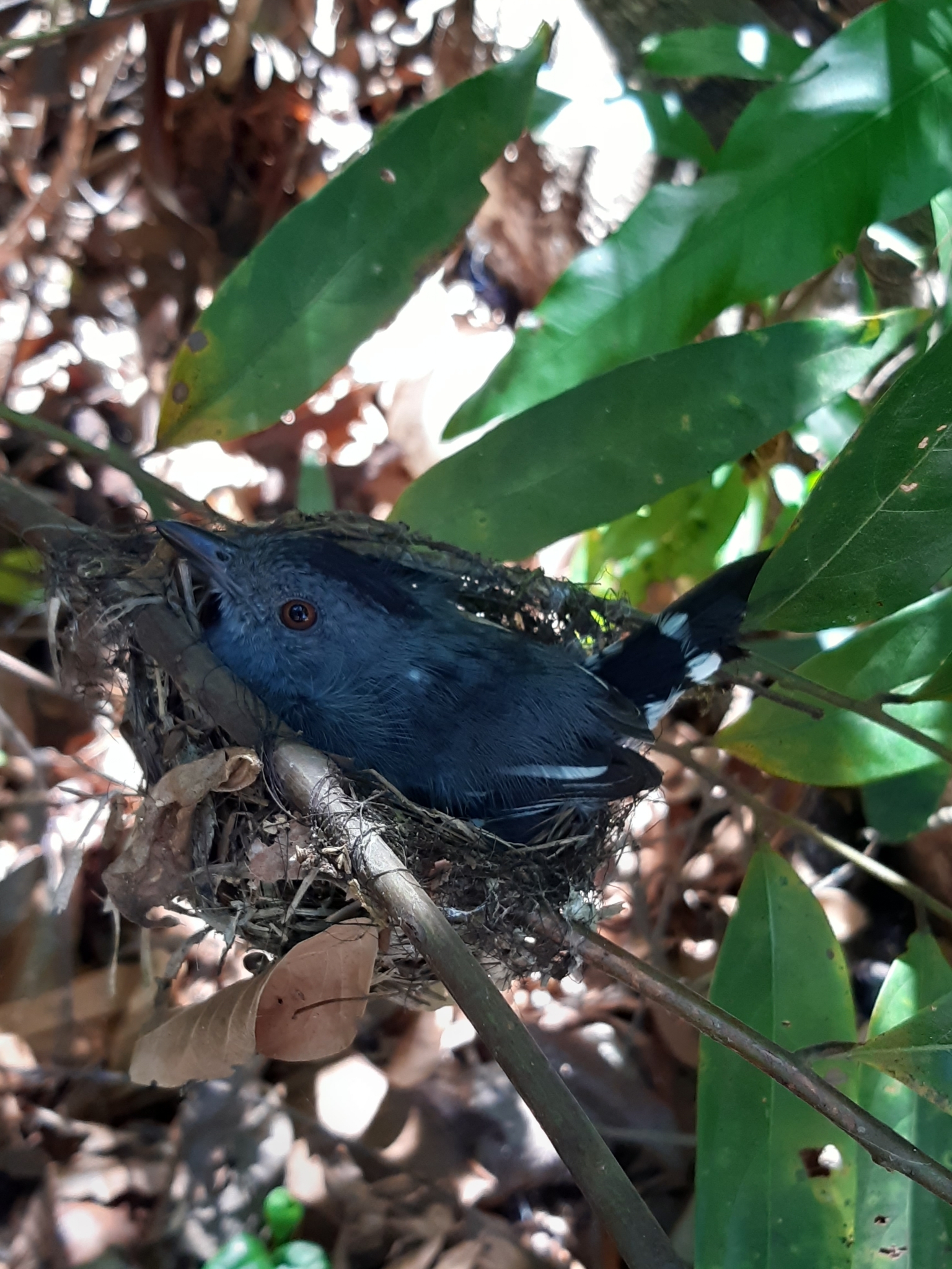 Natterer's Slaty Antshrike (Thamnophilus stictocephalus), photo 7