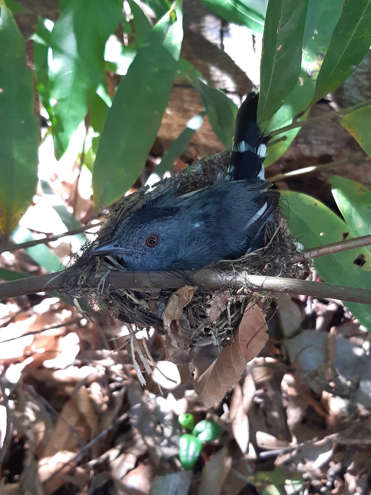 Natterer's Slaty Antshrike (Thamnophilus stictocephalus), photo 8