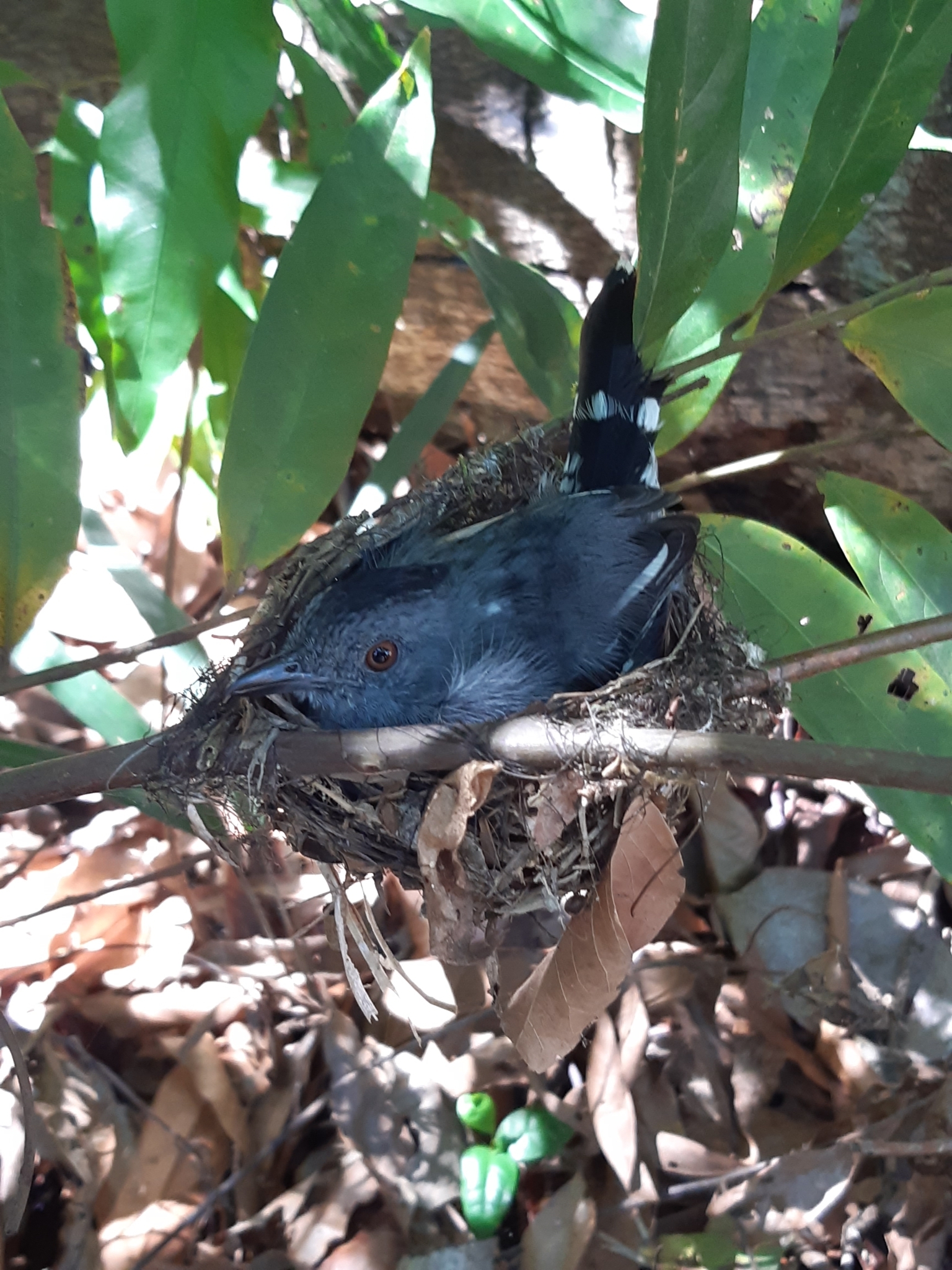 Natterer's Slaty Antshrike (Thamnophilus stictocephalus), photo 9