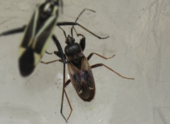Eremocoris fenestratus
