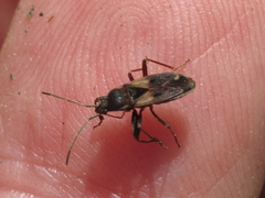Eremocoris fenestratus