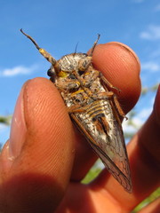Tettigades ulnaria