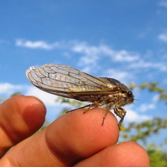 Tettigades ulnaria