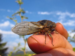 Tettigades ulnaria