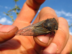 Tettigades ulnaria