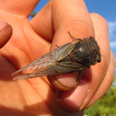 Tettigades ulnaria