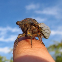 Tettigades ulnaria