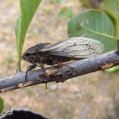 Tettigades ulnaria