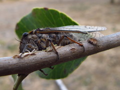 Tettigades ulnaria