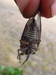Tettigades ulnaria