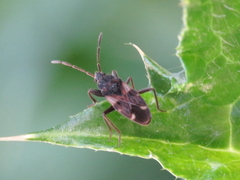 Eremocoris podagricus