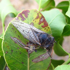 Tettigades ulnaria