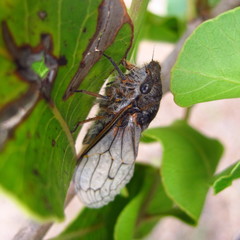 Tettigades ulnaria