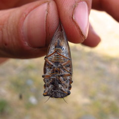 Tettigades ulnaria