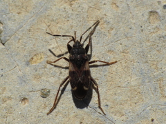 Eremocoris podagricus