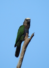 Deroptyus accipitrinus