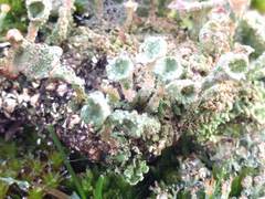 Cladonia pocillum