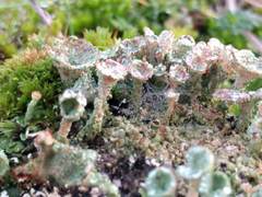 Cladonia pocillum