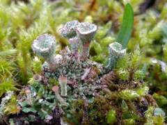 Cladonia pocillum