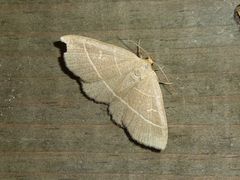 Trisateles emortualis