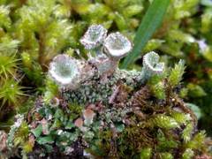 Cladonia pocillum