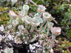 Cladonia pocillum