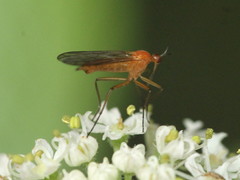 Empis lutea