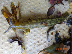 Limax maximus