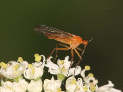 Empis lutea