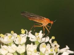 Empis lutea