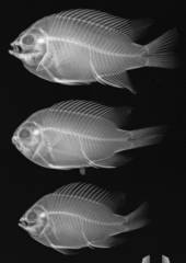 Blue-And-Yellow Chromis photo 4