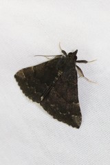 Hypena sordidula