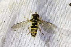 Xanthogramma flavipes