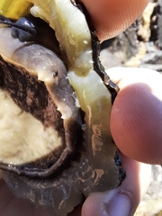 Scutellastra tabularis