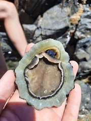 Scutellastra tabularis