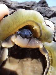 Scutellastra tabularis