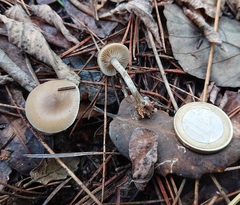 Clitocybe vibecina