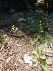 Lithospermum multiflorum