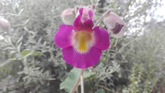 Proboscidea louisianica fragrans