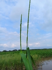 Hymenachne amplexicaulis