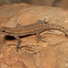 Bradfield's Dwarf Gecko - Photo (c) Tyrone Ping, some rights reserved (CC BY-NC), uploaded by Tyrone Ping