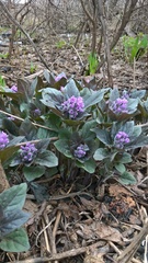 Physochlaina physaloides