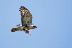 Black Sparrowhawk photo 3
