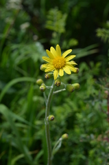 Ligularia narynensis