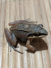 Leptodactylus mystaceus